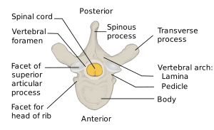 Back of Spine