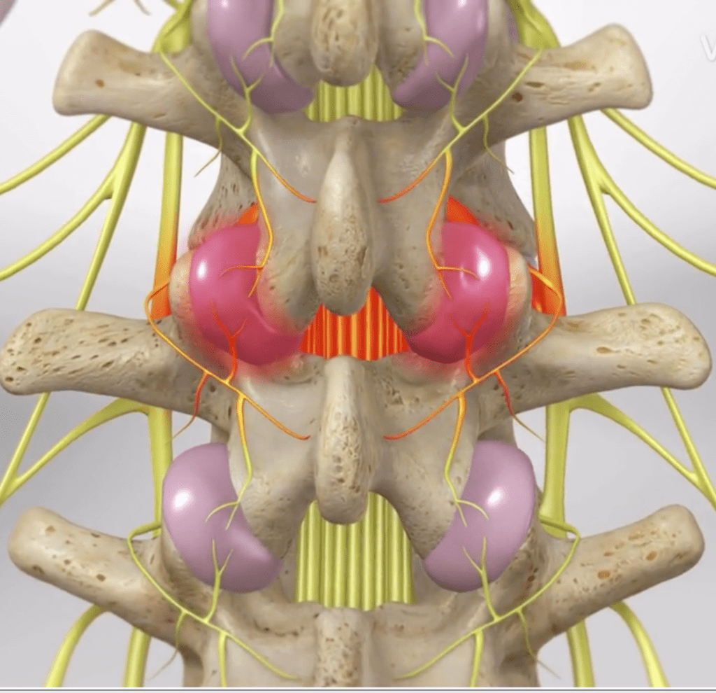 Medical Branch Nerves
